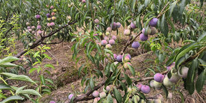 Fabrika Çıkışı Toptan Saf Doğal Erik Tozu |   Meyve Ağaçları Tozlaşma İçin Uzmanlaşmıştır, Özelleştirilebilir ve Büyük Siparişlerde İndirimler - Product Image 3