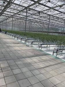 Sistema di Vendita Calda Multi-Span Serra/Serra per Le Verdure/Serra Agricola - Product Image 2