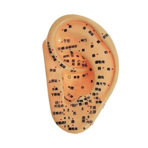 Modèle d'acupuncture auriculaire Ziyu de 13 cm avec plusieurs points pour l'acupuncture et moule auriculaire avec support en PVC réutilisable - Product Image 3