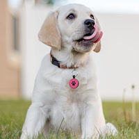 Étiquettes de chien en silicone tendance pour chiens et chats, étiquettes souples en PVC pour laisses et harnais, et étiquettes en caoutchouc