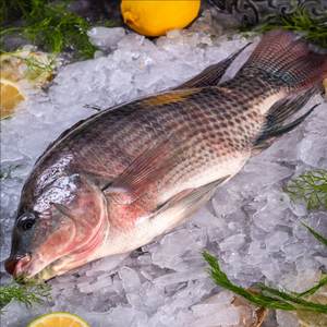 <span class=keywords><strong>ปลา</strong></span>ทิลาเปียสดแช่แข็งขายตรงจากโรงงาน - Product Image 6