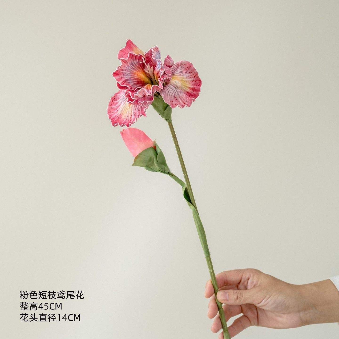 Iris rose à tige courte