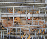 Cage à poulettes de type A, galvanisée à chaud, système d'alimentation automatique pour l'élevage de poussins de 1 à 10 semaines