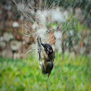 Prezzo di fabbrica mangiare uccelli di caccia di uccelli trappola netto netto di caccia uccello netto di protezione - Product Image 3