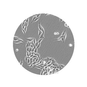 LHBMI52N高度で明確な実験室の生物学的倒立顕微鏡 - Product Image 3