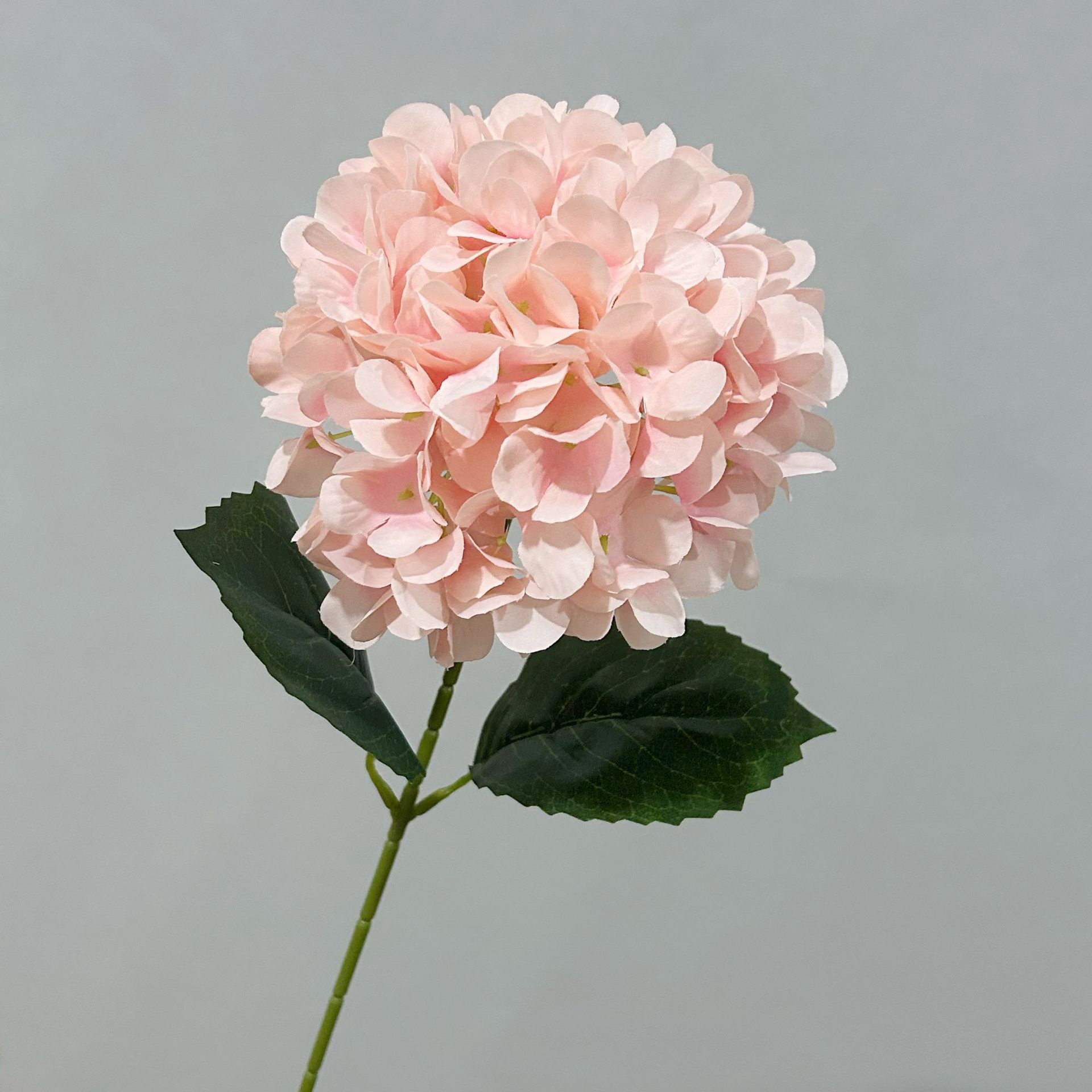 Rose pastel
