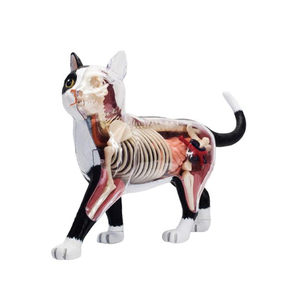 ओएम 4 डी बिल्ली शरीर रचना मॉडल नकली काले और सफेद बिल्ली कंकाल अंग शिक्षण मॉडल स्कूल के लिए जैविक सीखने के संसाधन - Product Image 6