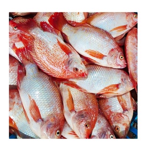 Cá Rô Phi đỏ hữu cơ đông lạnh 800g toàn bộ vòng iqf xuất khẩu Cá Rô Phi hoang dã để bán - Product Image 4