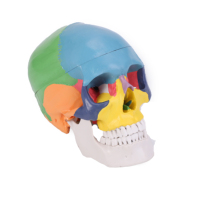 Modelo de Cráneo Humano en 3D a Tamaño Real, Color Natural, Marca Xuequan M-002, Origen CN ZHE, para Enseñanza Escolar