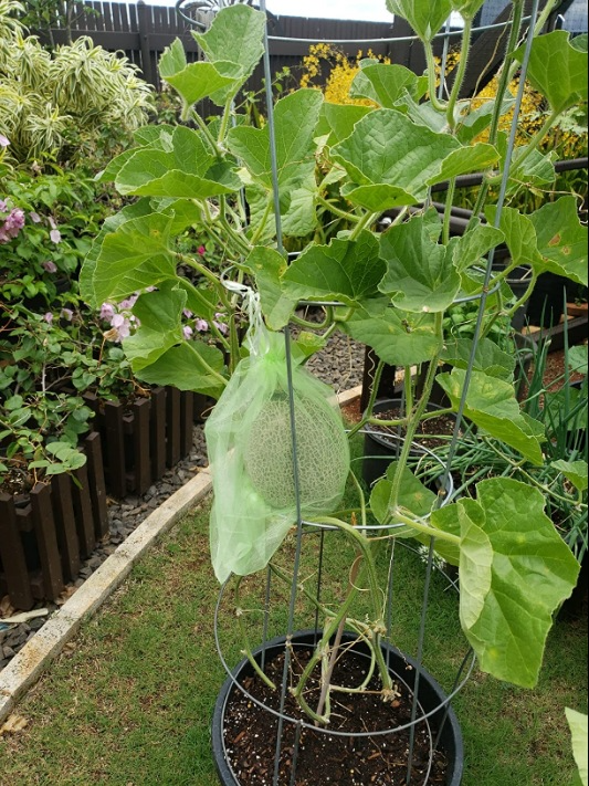Verde chiaro