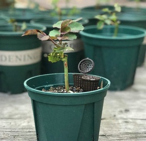 Panier d'engrais pour bonsaï, système de plantation automatique, fertilisation à libération lente, conteneur de contrôle de fertilisation, jardin domestique, plastique écologique PP - Product Image 6