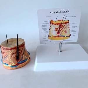 Modelo Anatómico de Alta Calidad para Demostración del Crecimiento del Cabello Humano, Circular, Saludable y con Aspecto de Piel - Product Image 2