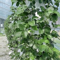Tour de culture hydroponique à 9 niveaux pour l'intérieur, système d'agriculture verticale, pour la culture de légumes, réservoir d'eau de 30L