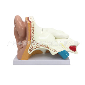 Nuevo modelo anatómico de oído grande (5 piezas): aumento de 5 veces sobre la anatomía del oído; cinco veces el tamaño del oído humano - Product Image 3