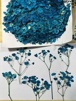 Fleurs séchées en gros, gypsophile naturelle pressée pour l'art de la résine, la décoration de coques de téléphone, de cartes postales et de bougies