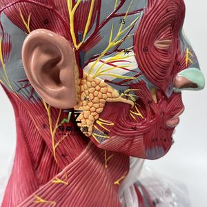 Ciencia médica enseñanza <span class=keywords><strong>Cabeza</strong></span> <span class=keywords><strong>y</strong></span> <span class=keywords><strong>Cuello</strong></span> nervio vascular con cerebro modelo 19 piezas - Product Image 3