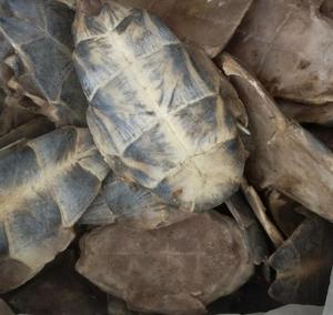 Plastrón de Tortuga Seco Entero Natural Gui Ban para Hierbas, Adelgazamiento, Té Saludable a Granel - Product Image 5