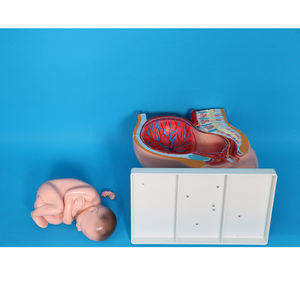 Anatomie du squelette humain, développement embryonnaire, système de reproduction utérin, <span class=keywords><strong>cavité</strong></span> pelvienne féminine, modèle fœtal de 9 mois - Product Image 3