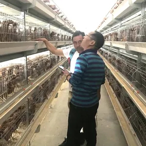 Alta Qualidade Gaiola Camada de Aves Galpão Barato Automático