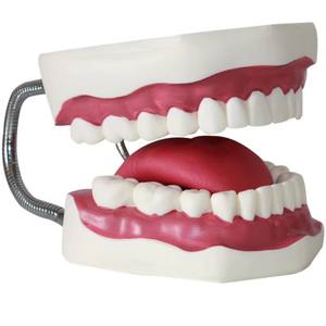 รูปแบบการสาธิตการแปรงฟันสำหรับโมเดลการดูแลสุขภาพช่องปากเด็ก - Product Image 5