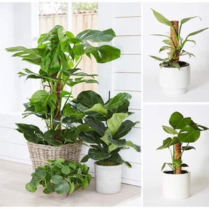 Poteau de <span class=keywords><strong>mousse</strong></span> extensible fait à la main pour plantes tige d'escalade tige de plante pour escalade véritable bâton de <span class=keywords><strong>mousse</strong></span> fait à la main F - Product Image 1