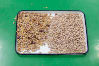 Trieuse chromatique de haricots 2026 avec caméra CCD et fonction d'apprentissage IA pour la séparation des cultures et des haricots rouges