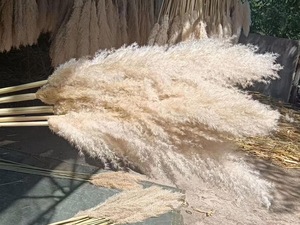 High Quality Wedding Decorative Green White Pampas Decor Large Fluffy Natural Dried Pampas Grass <strong>for</strong> <strong>Sale</strong> - Product Image 4