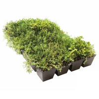 SUBSTRAT DE FIBRES ORGANIQUES DE TOURBE DE COCO BASSE EC et ÉQUILIBRE DE PH BRIQUE DE COCO DE NOIX DE COCO SOL DE PLANTE À HAUTE EXPANSION