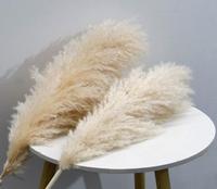 Venta caliente Pampas Grass Wreath Decoración de flores secas naturales para el Año Nuevo chino Pascua Hierba decorativa real en bolsa de plástico