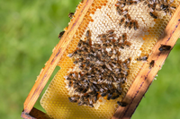 Großhandel Langstroth Imkerei-Ausrüstung Neuer Holz-Bienenstockrahmen mit Stahldraht 1 Jahr Garantie für Einzelhandel und Landwirtschaft