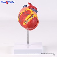 Modèle anatomique de cœur de chien grandeur nature pour dissection, système cardiovasculaire, enseignement vétérinaire, étiquetage, formation en médecine animale