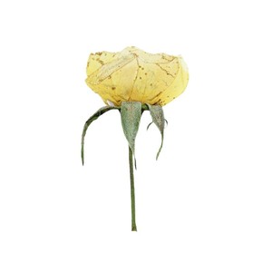 <span class=keywords><strong>Rose</strong></span> Gialle Essiccate con Stelo Pressato, Boccioli di Rosa Naturale Crema-Champagne per Arte in Resina Fai-da-Te, Decorazioni per la Casa - Product Image 5