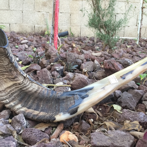 Cuerno de Shofar de Carnero Natural Pulido - Decoración Religiosa Ecológica para el Hogar de Alta Calidad - Product Image 1