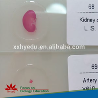 Individual human System Pathology prepared microscope slides ,human pathology slides