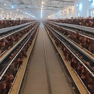 <span class=keywords><strong>Cage</strong></span> automatique de couveuse d'oiseau de poulet nouvelle condition en acier <span class=keywords><strong>30</strong></span>,000 <span class=keywords><strong>Cage</strong></span> de volaille de bébé avec composants de noyau de roulement de moteur pour des fermes - Product Image 3
