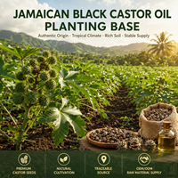 Huile de ricin noire jamaïcaine biologique en gros, sans hexane, huile végétale pour les soins des cheveux, du cuir chevelu et de la peau, huile de ricin noire haïtienne en vrac