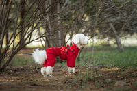Vêtement de Pluie Imperméable pour Chien avec Harnais, Combinaison Intégrale 4 Pattes Réfléchissante pour Petits et Grands Chiens, Vente en Gros B2B