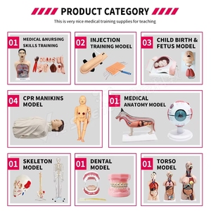 Modello di Cuore Patologico, Modello Anatomico del Cuore Umano, Modello Didattico per Patologia Cardiaca, Certificato CE ROHS ISO CNAS - Product Image 3