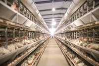 Pondoir pour poules pondeuses de type H, cage à batterie pour poulets de chair et poules pondeuses, équipement d'élevage avicole avec système d'alimentation et d'abreuvement automatiques