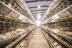 Jaula Multifuncional para Cría de Pollos, Jaula para Gallinas Ponedoras/Hueveras Tipo H de 4 Niveles, Jaula Automática para Pollos con Línea de Alimentación - Product Image 2