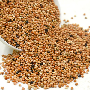 Nourriture pour oiseaux au millet mélangé cinq couleurs, 500g, pour petits et moyens perroquets, perruches, calopsittes, oiseaux pivoines - Product Image 1