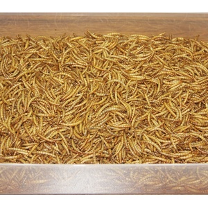 <span class=keywords><strong>Hamster</strong></span> kafes Metal saklanma kafes aksesuarları ile kale kafes <span class=keywords><strong>hamster</strong></span> evi yatak mobilya yüksek kaliteli <span class=keywords><strong>hamster</strong></span> koşu tekerlek - Product Image 6