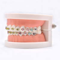 Modelo de higiene Dental de alta calidad, modelo pequeño de ciencia médica, para enseñanza Oral
