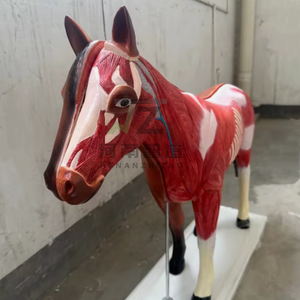 Squelette d'animal, anatomie du cœur et de l'estomac, modèle d'anatomie du cheval, matériel pédagogique et d'exposition, modèle anatomique animal - Product Image 3