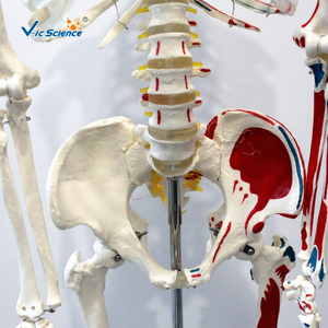 Esqueleto de 170 cm con Puntos de Inicio y Fin de Músculos para Estudiantes de Medicina, Modelo de Esqueleto Humano de Tamaño Real - Product Image 1