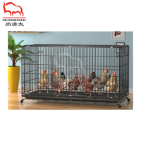 Poulailler Shang Qing Tai avec grande porte, caméra et structure métallique pour l'élevage de poulets de petite à grande échelle, adapté à 1-2 poulets