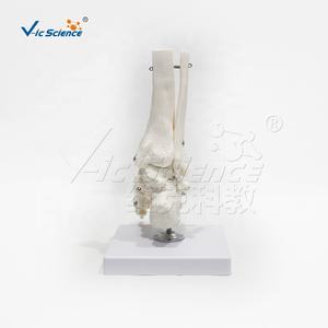 Modello anatomico dello scheletro del piede del PVC con la caviglia per <span class=keywords><strong>formazione</strong></span> ed <span class=keywords><strong>educazione</strong></span> <span class=keywords><strong>di</strong></span> scienza medica - Product Image 2