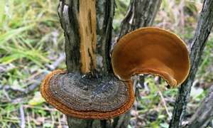 Estratto all'ingrosso di Phellinus Igniarius Phellinus 30% estratto di Beta glucano solubile in acqua - Product Image 4