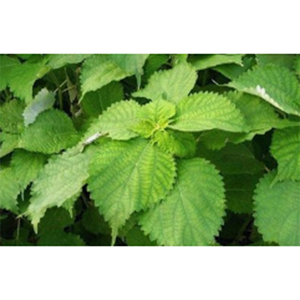 Poudre d'extrait de feuille de Ramie d'extrait de Boehmeria <span class=keywords><strong>Nivea</strong></span> naturel de haute qualité - Product Image 2
