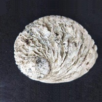 Coquille d'ormeau crue naturelle débarrassée de 11 à 13cm pour la décoration de bricolage en stock